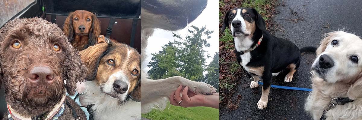 Hondenuitlaatservice regio Voorburg, Leidschendam en Den Haag, Nessiej's Walk And Sit.