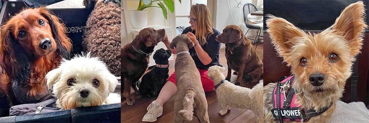 Hondenuitlaatservice regio Voorburg, Leidschendam en Den Haag, Nessiej's Walk And Sit.